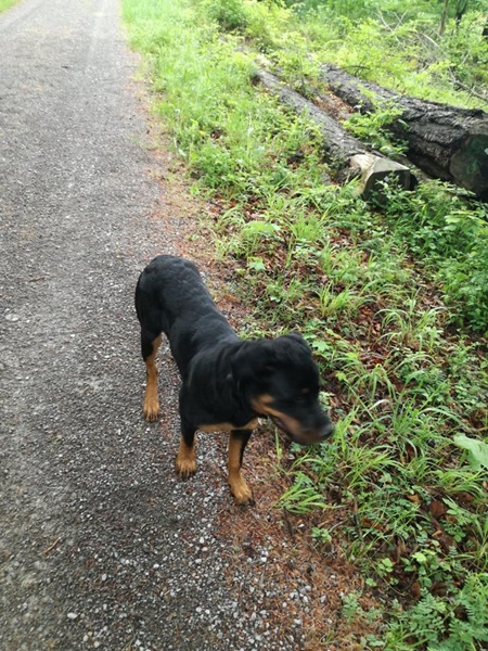 Jeany (Hund) abgemagert vom Durchfall