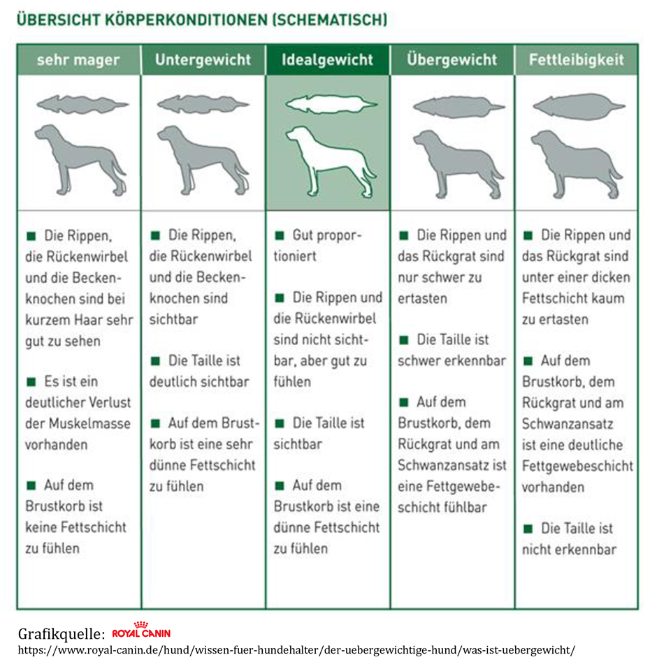 Übersicht Hund Gewicht