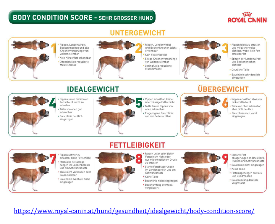Übersicht Gewicht großer Hunde