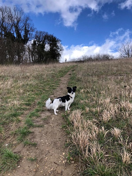 Hund schmeckt Reico Futter