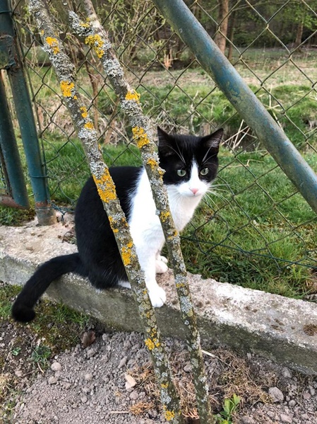 Katze Timmy glücklich mit Reico Futter