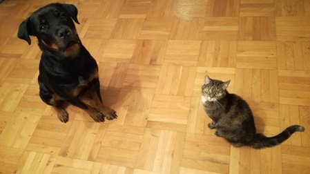 Jeany und Kiara (Hund und Katze)