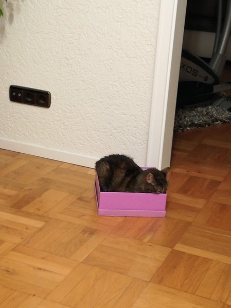 die richtige Katzenernährung