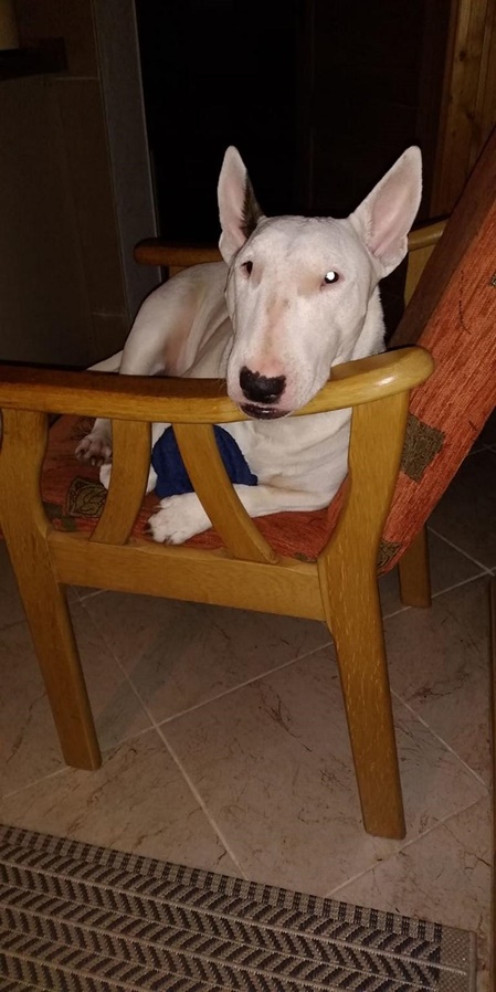 Hündin Lola wieder gesund mit Reico Futter