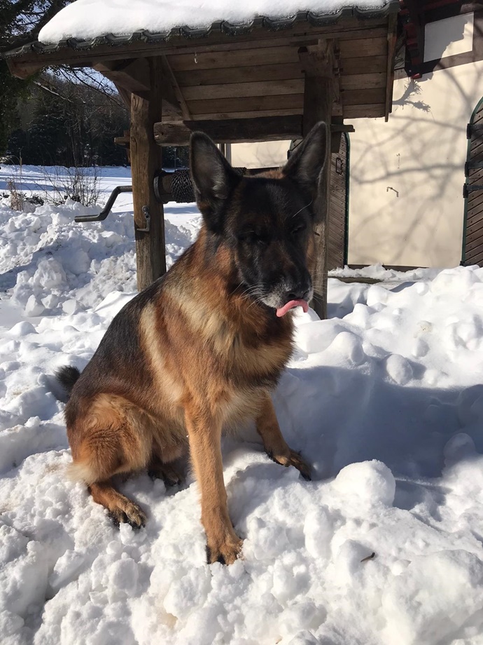 Schäferhund von Britta