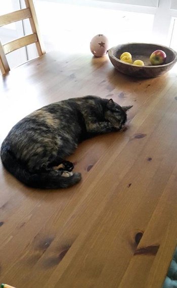 Bonnie Katze - glücklich mit Reico