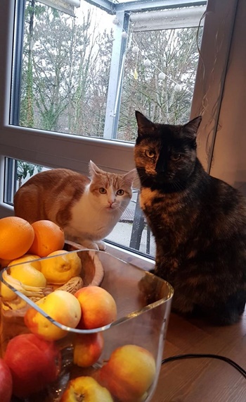 Freigängerkatzen glücklich mit Reico