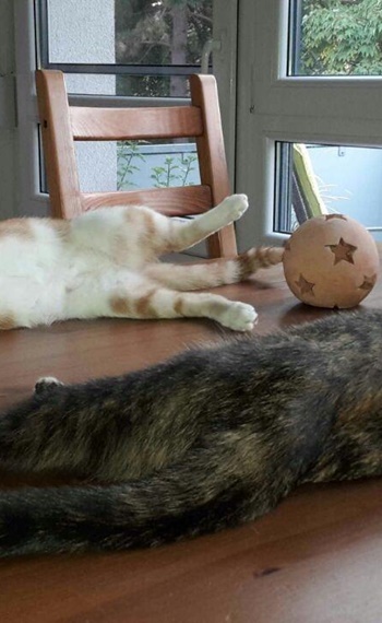 Hauskatzen glücklich mit Reico